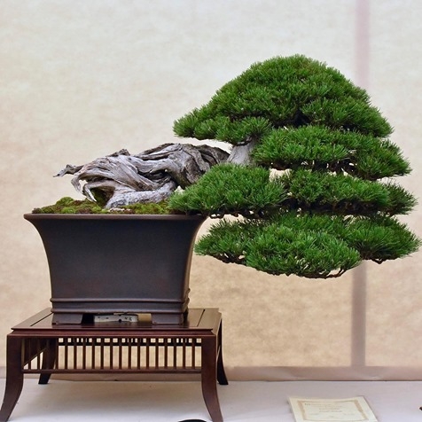 Vasi bonsai: storia, materiali, abbinamenti ed estetica