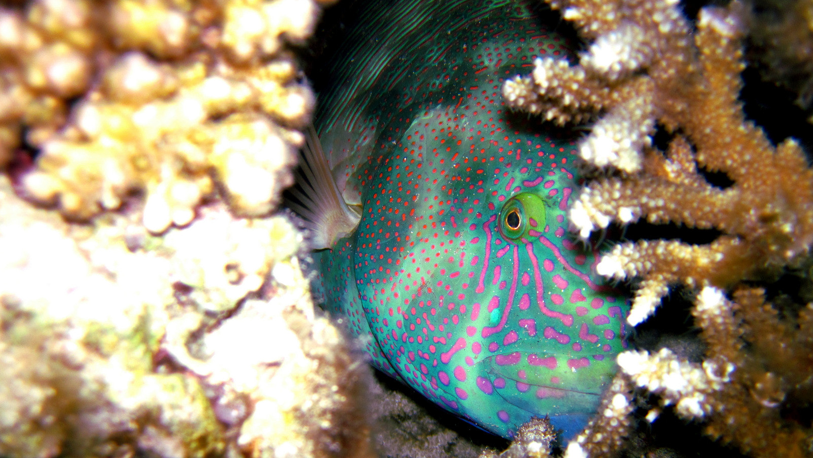 Pesce Napoleone